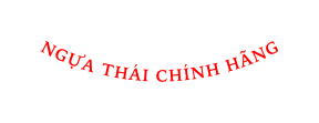 NGỰA THÁI CHÍNH HÃNG